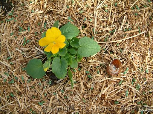 Snail pellets seedling_2 